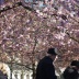 Wiosna w Kungsträdgården